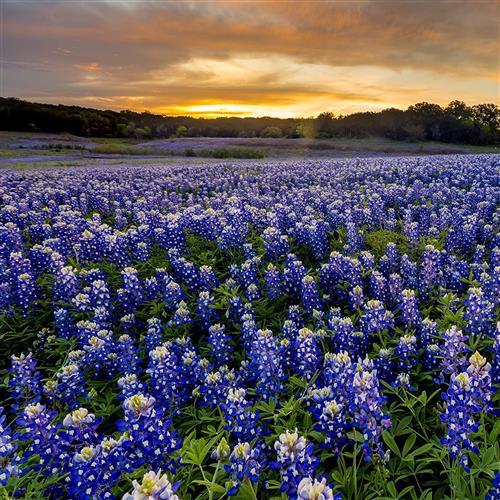 Bluebonnets